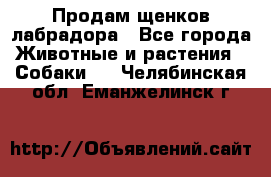 Продам щенков лабрадора - Все города Животные и растения » Собаки   . Челябинская обл.,Еманжелинск г.